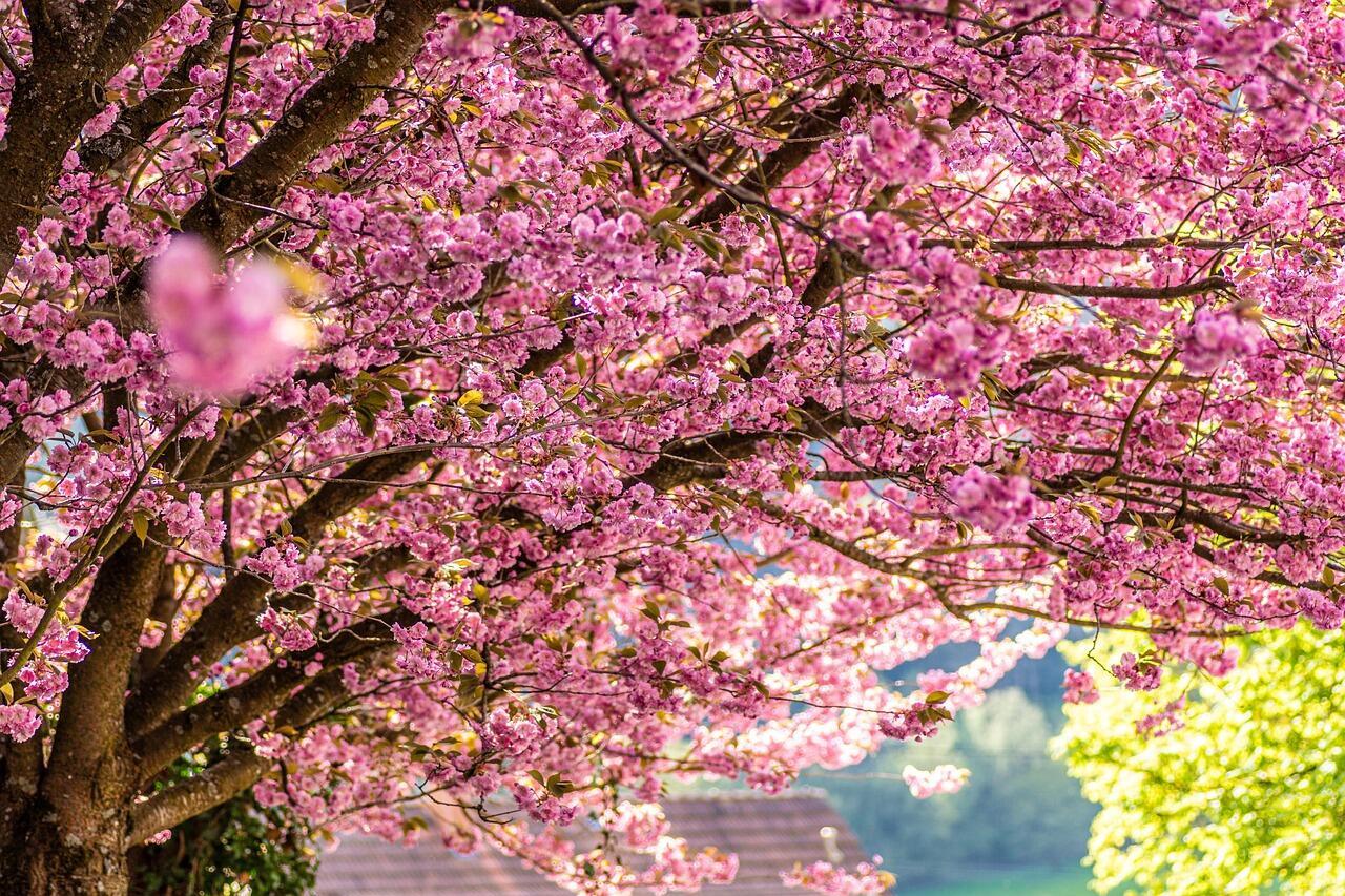 cherry-blossoms-7136163_1280